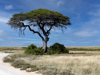 Fototapeta na wymiar A lone acacia provides shade in the African savannah. Namibia