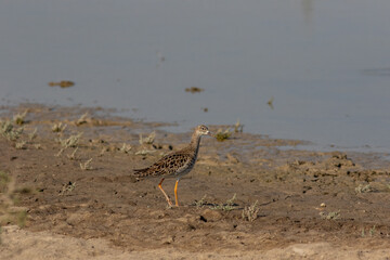 Ruff on the edge on water body 