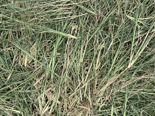 green grass on the ground