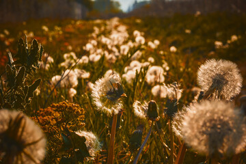 Dmuchawce - Dandelions © Pawel
