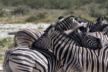 Fototapeta na wymiar Damara zebra, Equus burchelli antiquorum, take care of each other's fur in Etosha National Park. Namibia