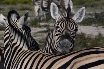 Fototapeta na wymiar Portrait of a Damara zebra, Equus burchelli antiquorum, in Etosha National Park. Namibia