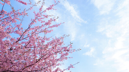 河津桜の木と青空