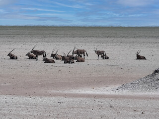 Fototapeta na wymiar A small herd of Gemsbok, Oryx gazella gazella, lying in a salt pan, Etosha, Namibia