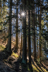Obraz premium Coniferous forest in Low Tatras mountains, Slovakia