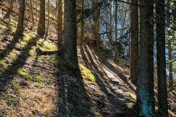 Obraz premium Coniferous forest in Low Tatras mountains, Slovakia