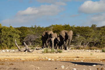 Naklejka na ściany i meble A herd of African elephant, Loxodonta africana, emerges from the bush and heads for the watering hole. Namibia