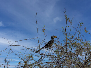 The yellow-billed hornbill, Tockus flavirostris, sits on a leafless tree and observes the surroundings. Namibia