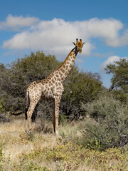 Angolan Giraffe, Giraffa camelopardalis angolensis, in a bushy bush. Namibia