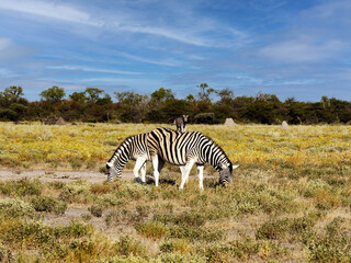 Naklejka premium Damara zebra mares, Equus burchelli antiquorum, grazing in Etosha National Park. Namibia