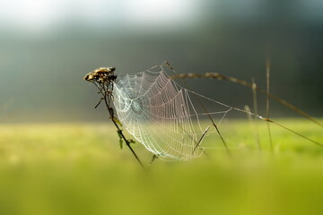 spider web on green morning grass
