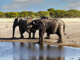 Fototapeta na wymiar A herd of African elephant, Loxodonta africana, gathered at a watering hole. Namibia