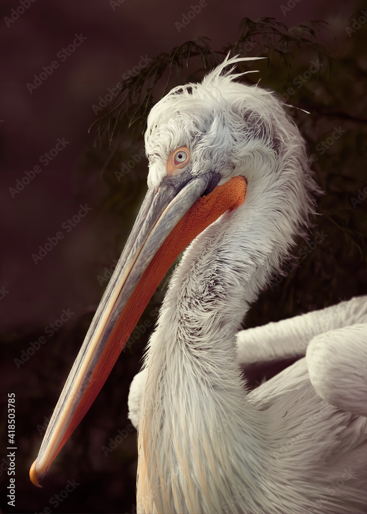 Sticker Portrait of a pelican