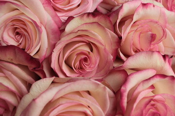 Background of pink roses, taken close-up.