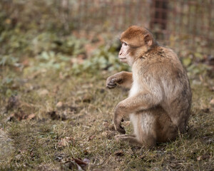 Naklejka na ściany i meble Barbary Macaque monkey in zoo