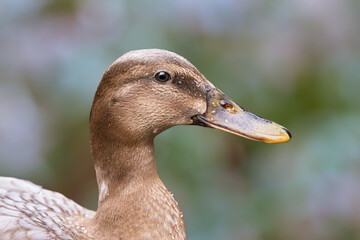 Portrait of a mallard duck