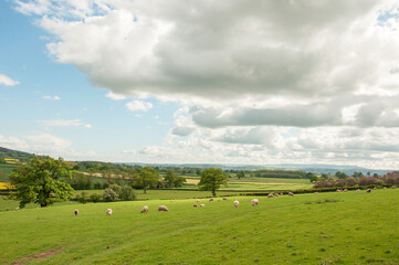 Summertime fields and a herd of sheep