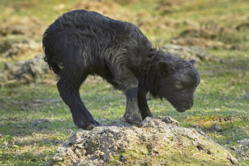 Newly born black ouessant sheep lamb