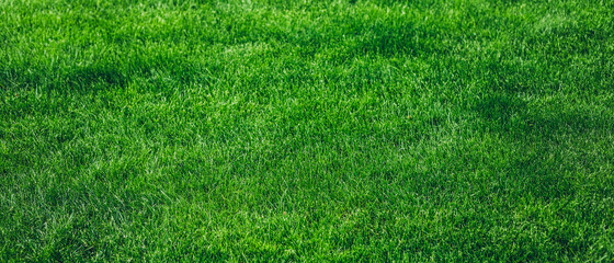 Selective focus image of fresh green grass texture background