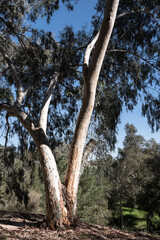 A Eucalyptus tree in the forest near Eitan settlement and the town of Kiryar Gat in Northern Negev, Israel.
