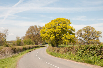 Oak tree along the roadside