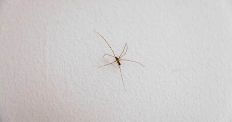 Spider climbing up the wall closeup macro