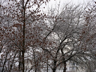 trees in winter