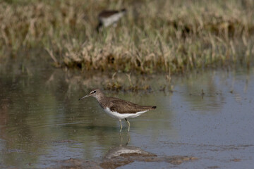 Green sandpiper in water