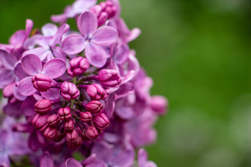 spring, beautiful lilac grove in the garden, flower color - lilac, purple, close-up, Place for text, copy space