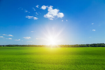 Green grass field and blue sky. Bright sunny summer day.