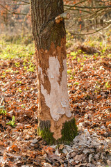 Obraz premium tree trunk eaten by a beaver