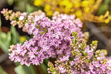 Background from blooming branches of purple lilac. Spring.