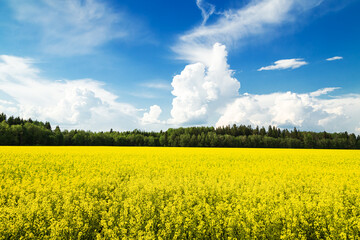 Obraz premium Field of yellow flowers and blue sky. Bright sunny summer day.