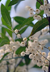 White flowers of the Australian native Blueberry Ash, Elaeocarpus reticulatus, family...