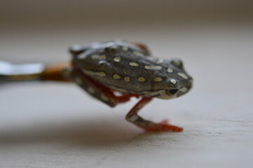 frog closeup 