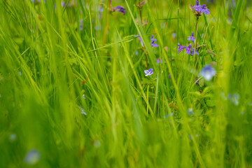 Wildflowers grow in green grass