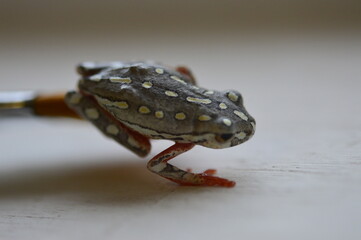 frog closeup 