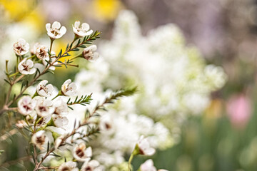 Erica's flowering bush with small flowers in the garden. Spring time