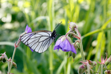 Butterfly on a flower