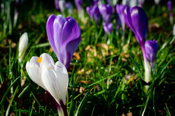 White and violet crocuses in the garden during warm spring