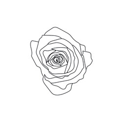 Flower rose in one line continuous style on white background