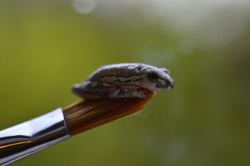 Frog and paintbrush 