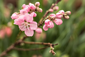 Beautiful floral spring abstract nature background. Branches with pink cherry blossoms, sakura. For Easter and Spring cards with copy space