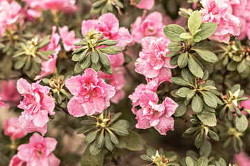 Background from pink rhododendron flowers. Spring bloom