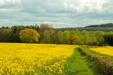 Obraz premium Canola fields in the summertime