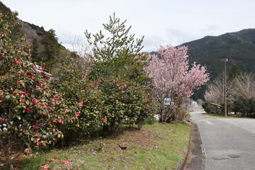 桜と椿