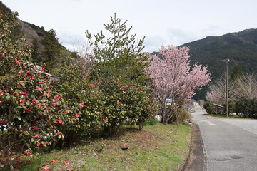 Naklejka premium 桜と椿