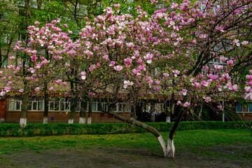  magnolia, big magnolia tree - beautiful pink, white spring bush, floral background of delicate flowers