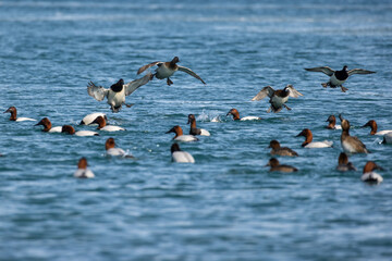 Canvasback and bluebill ducks in flight about to land on water