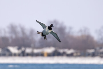 Canvasback duck in flight with feet down.